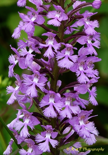 {Platanthera psycodes}